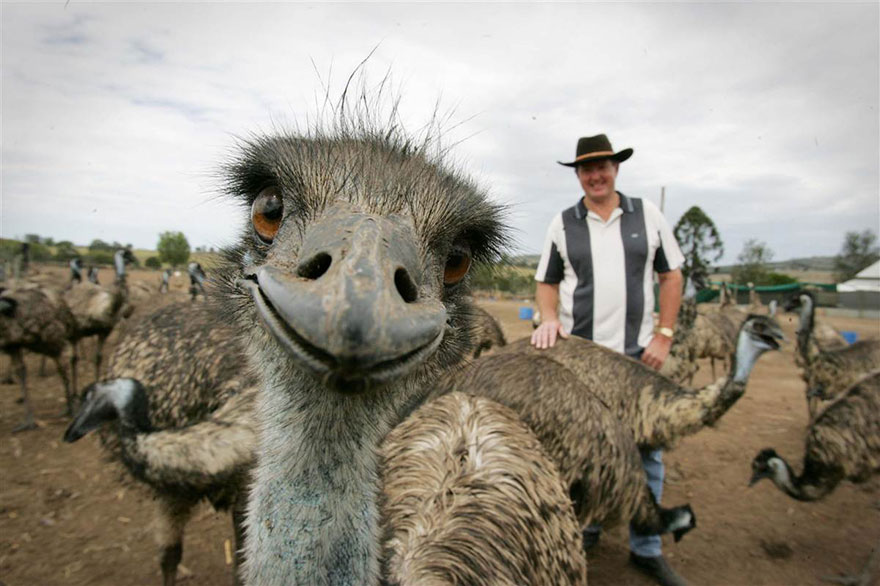 Illustration de l'article : 28 Photos de Vacances Ruinées Par Des Animaux. Qui Peut Garder Son Sérieux Devant Les Deux Dernières ?